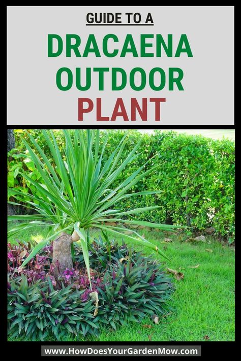 dracena outdoor plant // dracena outdoor plant #dracaenaoutdoor #dracenaoutdoorplant #dracaneaoutside #dracenamarginataoutdoors #dracenaplantoutdoors #dracenaplantcareoutdoors #dracenaplantoutside #dracaenatreeoutdoor #dracaenadracooutdoor Dracena Plant, Average Home, Dracaena Plant, Plant Outdoor, Outdoor Plant, Plant Guide, Outdoor Plants, Garden Plants, To Grow