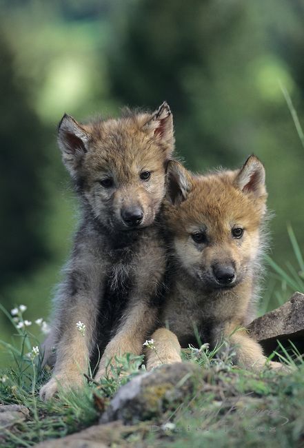 Legacy - Littlest Wolves   Stop Killing Wolves!    ♡ #wolfLove #wolves #GodsBeautifulCreatures #WolvesAndNature Wolf Puppies, Wolf Puppy, Wolf Poses, Wolf Kids, Baby Wolves, Dog Day Afternoon, Wolf Stuff, Wolf Pup, Baby Wolf