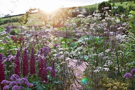 Lupine ‘Masterpiece’ and Anthriscus sylvestris ‘Ravenswing’ Arne Maynard, Portland Garden, Welsh Countryside, Goth Garden, British Garden, Cottage Garden Plants, Wildlife Gardening, Plant Combinations, Garden Borders