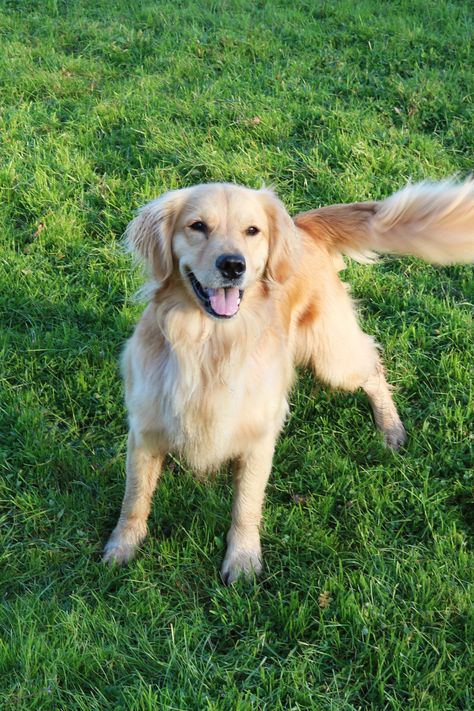 A dog wagging their tail means excitement right? Not necessarily. According to Discovery and MSN, dogs can wag their tails to the right when they're happy and to the left when they're scared. Meanwhile, a dog wagging a low tail could be feeling nervous, while very rapid tail wagging could indicate potential aggression. Learn more about your dog's body language in our blog: Dog Wagging Tail, Pet Insurance Dogs, Dog Yawning, Feeling Nervous, Dog Communication, Dog Body Language, Pet Tips, Tail Wagging, Pet Insurance