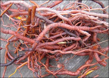 Madder roots. Madder Root, Shibori Pattern, Eco Printing, Fabric Yarn, Plant Dyes, Red Orange Yellow, Dyeing Techniques, Plant Species, Diy Soap