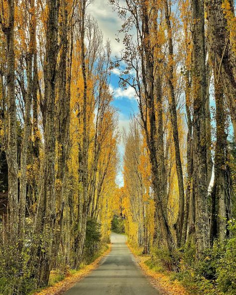 And it was all yellow... 💛 Beautiful Lombard Drive in Metchosin is uniquely lined with Lombardy poplar trees that are just spectacular at this time of year. They were planted in 1877 by Hans Lars Helgesen, aka. "The Hardy Norseman", leading up to his beautiful farm house which has since unfortunately burned down. 📍 Lombard Dr (40 minutes from downtown Victoria) 📸 @e.l.mackenziephotography _______ . . . #ExploreVictoria #VictoriaBC #YYJ #ExperienceVancouverIsland #VancouverIsland #Metchosi... Lombardy Poplar, Poplar Tree, Beautiful Farm, Vancouver Island, Drive In, Trees, Drive, Yellow, Plants