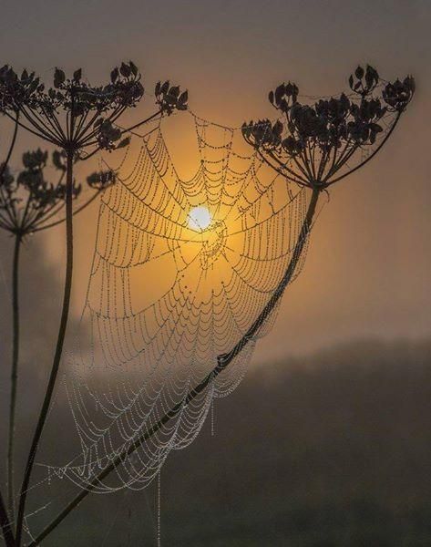 Cnidaria, Spider Art, Spider Webs, Foto Tips, Airbrush Art, Dew Drops, Spiders, Spider Web, Amazing Nature