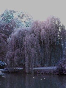 favorite type of tree in the whole world!  Weaping willows.  So mystical looking :) Willow Tree Photography, Willow Trees Garden, Willow Tree Wedding, Tree Wallpaper Iphone, Weeping Willow Tree, Tree Of Life Tattoo, Purple Trees, Weeping Willow, Tree Photography