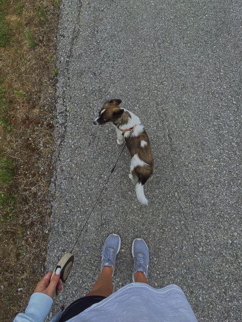 Dogs Walking Aesthetic, Walking Puppy Aesthetic, Dog And Owner Aesthetic, Walks With Dog Aesthetic, Walking Your Dog Aesthetic, Running With Dog Aesthetic, Walk Dog Aesthetic, Walking Dogs Aesthetic, Walking Aesthetic Fitness