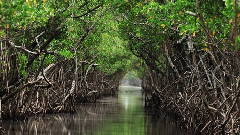 Twisty Tree, Forest Aesthetic, Mangrove Forest, Sea Level Rise, Coastal Landscape, Sea Level, Tropical Fish, People Around The World, Vacation Spots