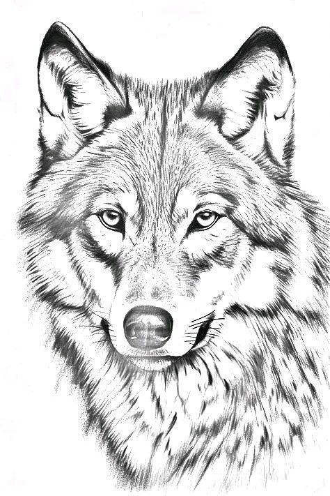 Realistic Wolf Tattoo Stencil, Native Wolf Drawing, Wolf Spirit Animal Tattoo, Wolf Face Sketch, Wolf Pyrography, Wolf Drawing Sketch, Drawings Of Wolves, Wolf Art Drawing, Wolf Face Drawing