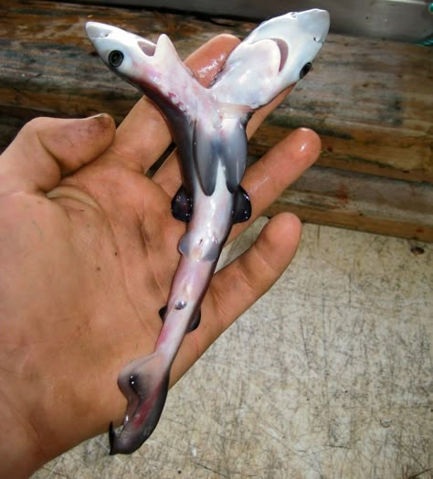 A slew of rare two-headed sharks have been found from California to the Caribbean and from Mexico.... Two Headed Animals, Strange Animals, Bull Shark, Water Creatures, Two Heads, Blue Shark, Unusual Animals, Rare Animals, Shark Week