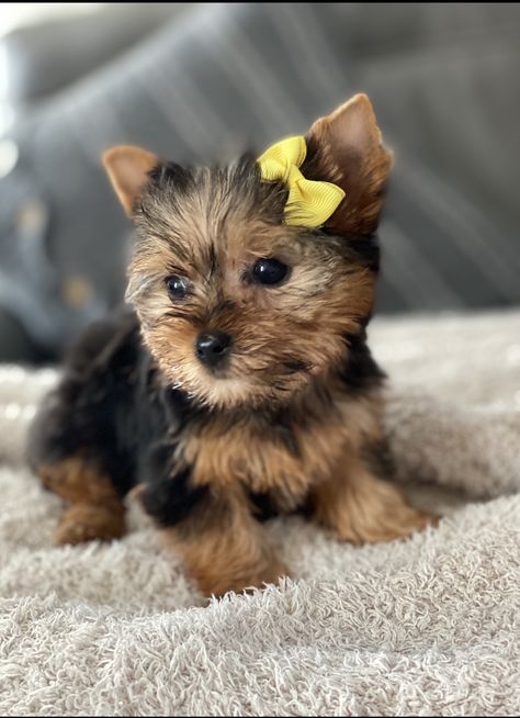 Yorkie Puppy Care, Yorkie Teacup, Yorkie Haircuts, Yorkie Puppies For Sale, Yorkshire Terrier Teacup, Puppy Kennel, Puppies For Sale Near Me, Teacup Yorkie Puppy, Yorkie Puppy For Sale