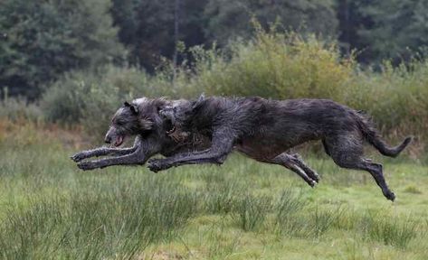 Australian Shepherd Blue Merle, Scottish Deerhound, Irish Wolfhound, Blue Merle, Wild Dogs, Cane Corso, Hunting Dogs, Australian Shepherd, Mans Best Friend