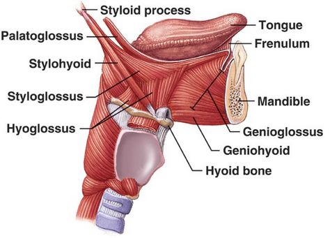 Tongue Muscles, Medical Memes, Dental Anatomy, Craniosacral Therapy, Tongue Health, Muscular System, Muscle Anatomy, Tongue Tie, Speech Therapy Resources