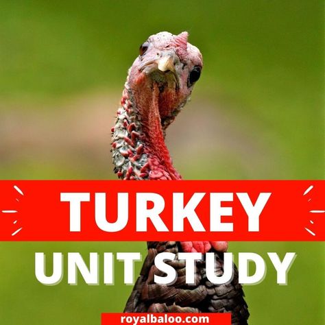 Get The Download Here Grab your copy of the Turkey Unit Study Here Turkey Lesson Plans, Turkey Anatomy, Turkey For Kids, Thanksgiving Unit Study, Turkey Facts, Turkey Theme, Preschool Thanksgiving, Preschool Units, Thanksgiving Preschool