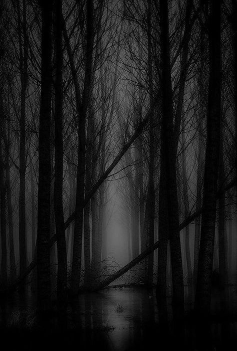 Goth Bands, Shared Folder, Dark Forest, Black Metal, Forest, Running, Water