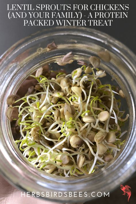 Sprouts For Chickens, Winter Homesteading, Snacks For Chickens, Lentil Sprouts, How To Make Lentils, Chicken Tips, Chicken Lentil, Growing Sprouts, Modern Gardens