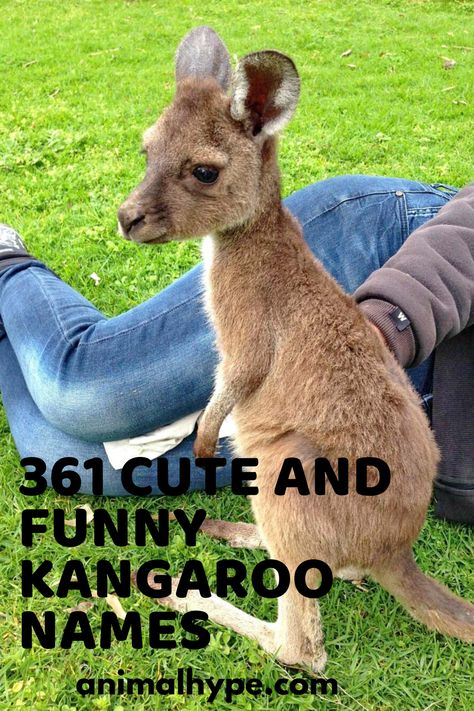 Check out funny & awesome kangaroo names. Kangaroo Jokes Funny Pictures, Kangaroo Facts, Baby Captions, Kangaroo Baby, Australian Outback, Funny Names, Cute Names, Pet Names, Girl Names