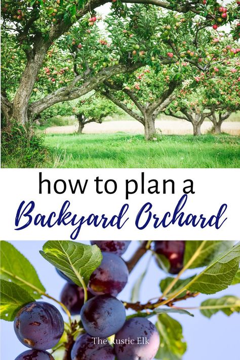 . Homestead Orchard, Backyard Orchard, Fruit Trees Backyard, Small Homestead, Fruit Tree Garden, Self Sufficiency, Orchard Garden, Growing Fruit Trees, Garden Layout Vegetable