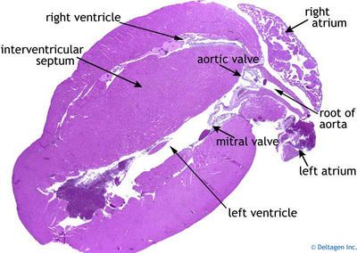 Heart (labels) - histology slide  This is a histology slide of the heart. Heart Histology, Histology Slides, Biology Lessons, Cardiology, Medical Students, Biology, Anatomy, Pie Chart, Slides