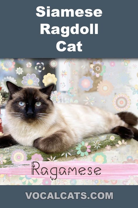 Siamese Ragdoll Cat: Ragamese Complete Guide Ragamese Kittens, Siamese Cats For Sale, Ragdoll Cat Breed, Kittens For Sale, Kitten For Sale, Ragdoll Cat, Siamese Cats, Cat Breeds, Kittens