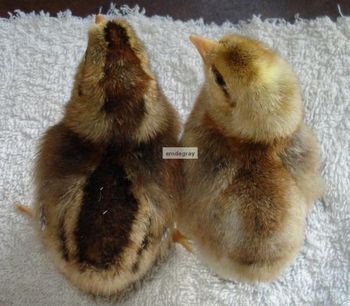 Example of autosexing Legbars Cream Legbar, Chicken Brooder, Easter Eggers, Biggest Chicken, Raising Chicks, Urban Chickens, Hobbies For Men, Blue Eggs, Cute Chickens