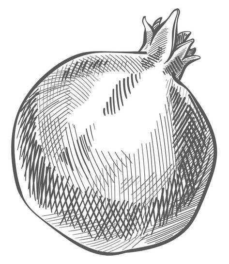 Pomegranate fruit, tasty and organic food sketch Pomegranate Sketch, Pomegranate Drawing, Fruit Sketch, Vector Animation, Food Sketch, Pomegranate Fruit, Organic Food, Fantasy Aesthetic, Pen Drawing