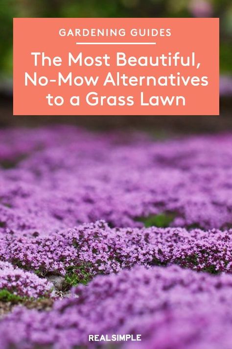 No Grass Yard, Lawn Free Yard, Replace Lawn, Grass Alternative, Landscape Backyard, Front Yards Curb Appeal, Lawn Alternatives, Backyard Garden Landscape, Backyard Gardening