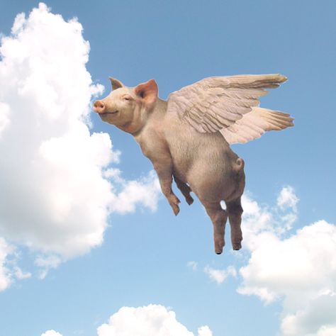 Flying Pigs Art, When Pigs Fly, Pig Pictures, Pigs Fly, Nuclear Plant, Pig Art, Wood Burning Patterns, Flying Pig, Like A Cat