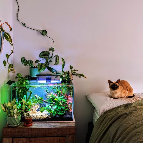 Chili Rasboras 🩷 #aesthetic #aquaticplants #aquarium Fish Tank Aesthetic, Autumn In Canada, Tank Aesthetic, Plant Styling, Fish Tank Design, Good Weather, Fish Tanks, Tank Design, Beautiful Autumn