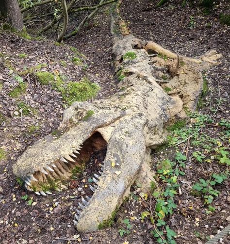 Dr Dean Lomax on Instagram: "Walking through the Bavarian woods yesterday and happened upon this decomposing T. rex. The fluffy little theropod was overjoyed with a free meal. Excellent taphonomy in action at Dinosaurier-Park Altmühltal.  #fossil #fossils #fossilhunter #paleontology #palaeontology #paleontologist #jurassic #dinosaur #jurassicpark #jurassicworld #prehistoric #ammonite #extinct #fossilhunting #trex #tyrannosaurus" T-rex Art, Hiking In Florida, Bavarian Forest, Prehistoric Dinosaurs, Fossil Hunting, Prehistoric Art, Free Meal, Funny Meems, Dinosaur Fossils