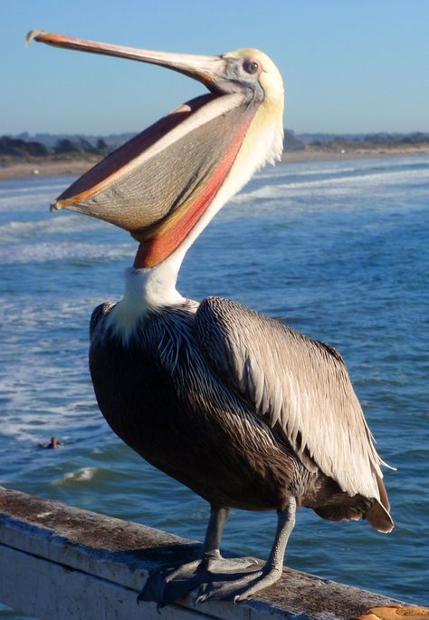 All sizes | *Pismo Pelican* | Flickr - Photo Sharing! Pelican Art, Pelican Bird, Coastal Birds, Pismo Beach, Airbrush Art, Big Bird, Pretty Birds, Sea Birds, Bird Photography