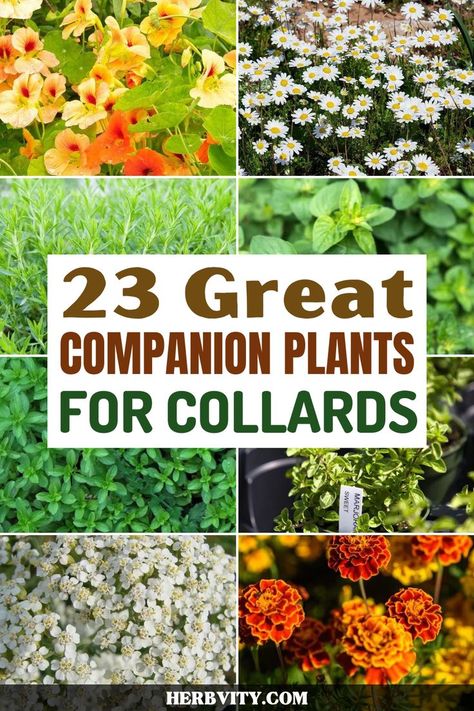 There are many companion plants for collards in your home garden, but the best companion plants for collards are those that can grow with them and contribute to their health. In this list, we've included 23 great companion plants for collards that can help your greens become healthier, more productive and more nutritious. Check it out! Collard Plant, Best Companion Plants, Companion Planting Guide, Become Healthier, Garden Companion Planting, Companion Plants, Thriving Garden, Container Gardening Vegetables, Collard Greens