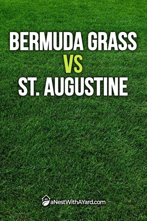 Bermuda grass vs St. Augustine grass: Which is better for your yard? Read my article for help choosing between these southern grasses. St Augustine Grass Seed, St Augustine Grass Care Texas, St Augustine Grass Care, Bermuda Grass Lawn, Bermuda Grass Seed, Different Types Of Grass, St Augustine Grass, Florida Landscaping, Bermuda Grass