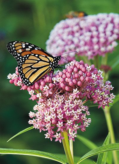 Types of Milkweed: Plant these types of milkweed to support monarch butterflies. Wildlife Garden Design, Butterfly Milkweed, Hardscape Backyard, Diy Project Ideas, Milkweed Plant, Swamp Milkweed, Asclepias Tuberosa, Container Garden Design, Monarch Butterflies