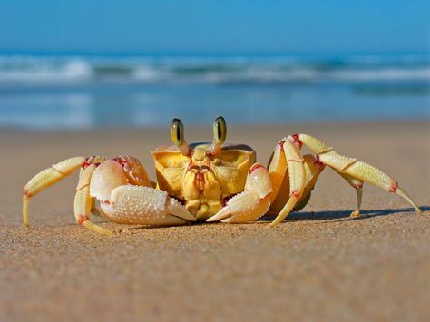 Animal Crab  Wallpaper Spiritual Mindset, Ocean Background, Creature Marine, Cnidaria, Sea Crab, Sound Music, Crab And Lobster, Classical Piano, Background Hd