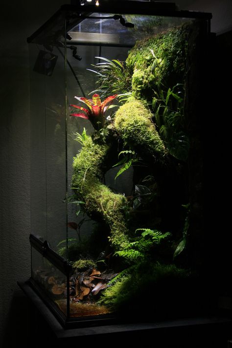 Click the image to open in full size. Dart Frog Vivarium, Big Tortoise, Tropical Terrariums, Frog Terrarium, Gecko Terrarium, Aquarium Led, Reptile Room, Beautiful Terrariums, Reptile Terrarium