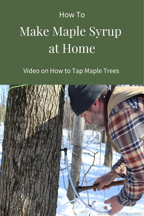 Trees To Tap For Syrup, How To Tap Trees For Syrup, Maple Syrup Tree Tapping, Tree Tapping, Maple Syrup Harvesting, Tapping Maple Trees, Tree Sap, Maple Trees, Rustic Country Home