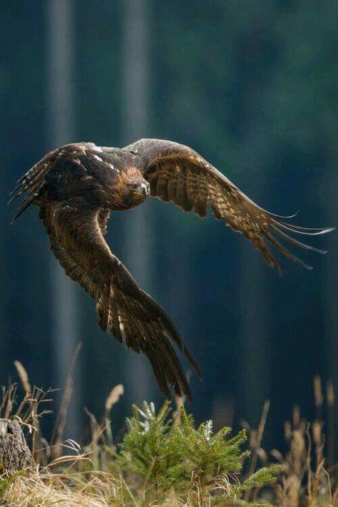 Bird Of Prey Tattoo, Aigle Royal, Eagle In Flight, Kinds Of Birds, Golden Eagle, Bird Photo, Birds Of Prey, Animal Planet, Wild Birds