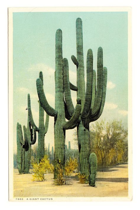 giant cactus Giant Cactus, Horse Buggy, Desert Aesthetic, Horse And Buggy, Desert Dream, Desert Vibes, Southwest Art, Sonoran Desert, In The Desert