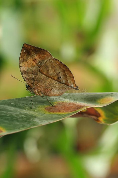 Butterfly camouflage. Kallima paralekta, known as the Oakleaf or Oak Leaf butter , #sponsored, #paralekta, #Oakleaf, #Oak, #Butterfly, #camouflage #ad Butterfly Camouflage, Butterfly Family, Leaf Images, Oak Leaf, Moth, Bugs, Camouflage, Camo, Stock Images