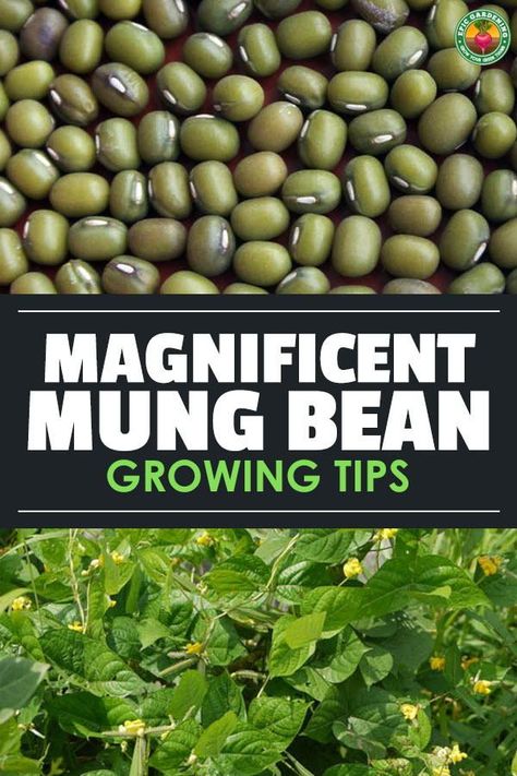 Diy Bean Sprouts How To Grow, Happy Bean Plant, Types Of Beans To Grow, Sprouting Beans, Bean Sprouts Growing, How Many Green Bean Plants Per Person, Growing Runner Beans, Beans Growing, How To Sprout Mung Beans