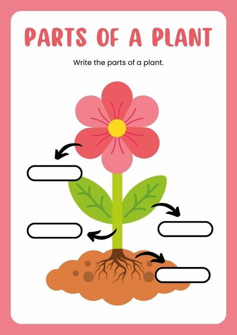 Plants Needs Activities, Parts Of The Plants For Kids, Plants Worksheets For Kids, Parts Of Plant Worksheet, Plant Parts Activities, Parts Of Plants Activities For Kids, Plant Parts Worksheet, Parts Of A Plant Craft, Parts Of A Plant Worksheet