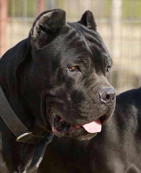 Cana Corso, Chien Cane Corso, Protective Dog Breeds, Cane Corso Italian Mastiff, Pretty Pets, Maya Mia, Cane Corso Mastiff, Cane Corsos, Protective Dogs