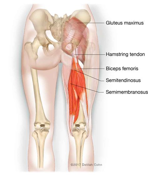 Hamstring Injuries | Biceps Femoris | Semitendinosus | Semimembranosus Semimembranosus Muscle, Semitendinosus Muscle, Bicep Femoris, Hamstring Injury, Hip Exercises, Hamstring Muscles, Thigh Muscles, Muscle Contraction, Muscle Strain