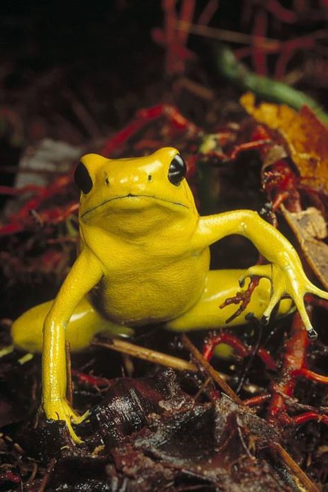 **yellow frog with black eyes Strawberry Poison Dart Frog, Poison Frog, Poison Dart Frog, Frog Sitting, Poison Dart, Frog Pictures, Dart Frog, Funny Frogs, Frog Art