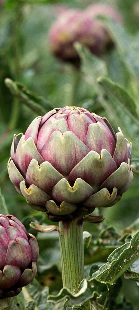 Artichoke Plants, Flower Art Painting, Artichoke, Mobile Wallpaper, Flower Art, Rum, Art Painting, Plants, Flowers