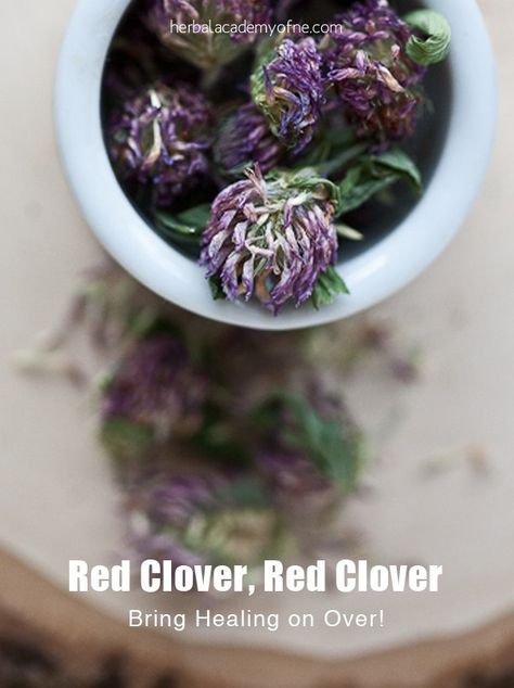 Red Clover, Red Clover, Bring Healing on Over - Red Clover Tea Recipe Clover Tea, Red Clover Tea, Regulating Hormones, Herbal Academy, Red Clover, Herbal Recipes, Healing Plants, Pretty Rose, Herbs For Health