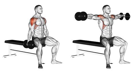 Best Bicep Workout, Lower Body Workout Routine, Adjustable Workout Bench, Dumbbell Bicep Curl, Best Biceps, Dumbbell Curls, Bicep Muscle, Rear Delt, Body Coach