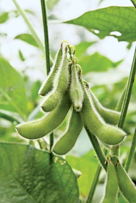 Information about soybeans Soy Bean Plant, Soybeans Plant, Seeds Color, Soy Bean, Bean Plant, Soy Beans, Edible Seeds, Soy Recipes, Soya Bean