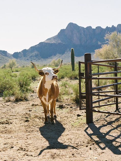 White Stallion, Vanessa Jackman, Longhorn Cattle, Cattle Ranching, Under The Shadow, Western Riding, Dude Ranch, About A Girl, Ranch Life