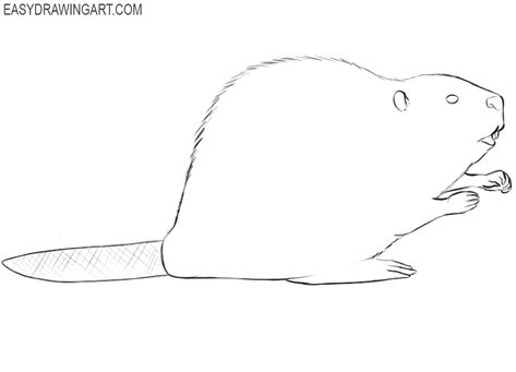 how to draw a small beaver Jake Tattoo, Beaver Drawing, Draw Two, Learn How To Draw, Smooth Lines, Learn To Draw, Find It, Animal Drawings, Line Drawing