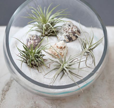 Sand Art Terrarium, Sand Terrarium, Cactus Terrarium, Air Plants Care, Plant Crafts, Tillandsia Air Plant, Air Plant Terrarium, Plant Projects, Best Indoor Plants